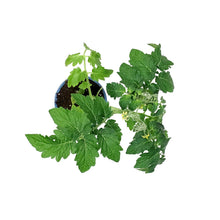 Load image into Gallery viewer, Kitchen Minis™ Cherry Tomato, 4in, Siam