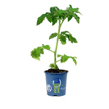 Load image into Gallery viewer, Kitchen Minis™ Cherry Tomato, 4in, Siam