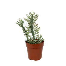 Load image into Gallery viewer, Devil's Backbone, 3in, Pedilanthus tithymaloides
