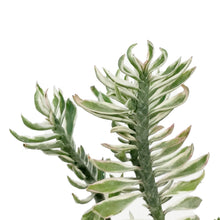 Load image into Gallery viewer, Devil's Backbone, 3in, Pedilanthus tithymaloides