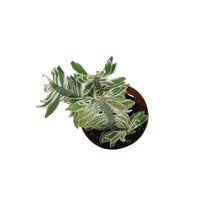 Load image into Gallery viewer, Devil's Backbone, 3in, Pedilanthus tithymaloides