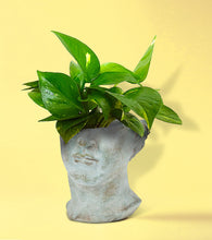 Load image into Gallery viewer, Planter, Cement, Half Male Face Sculpture