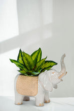 Load image into Gallery viewer, Pot, 4in, Stoneware, Trunk Up Caravan Elephant