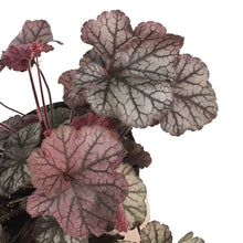 Load image into Gallery viewer, Heuchera, 1 gal, Northern Exposure Silver