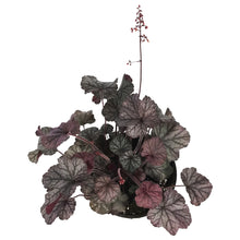 Load image into Gallery viewer, Heuchera, 1 gal, Northern Exposure Silver
