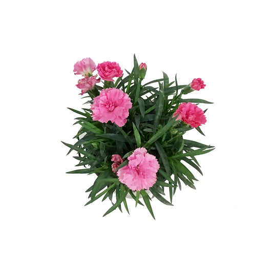 Dianthus, 4in, I Love U