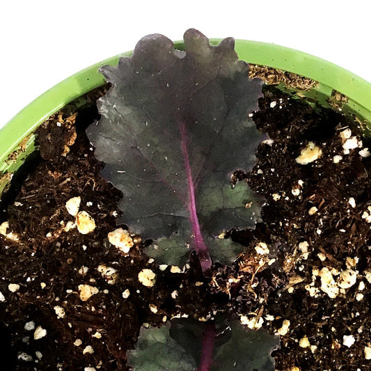 Funky Foods Kale, 4in, Scarletbor