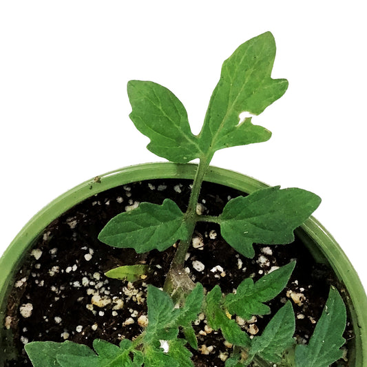Funky Foods Tomato, 4in, Buffalosun