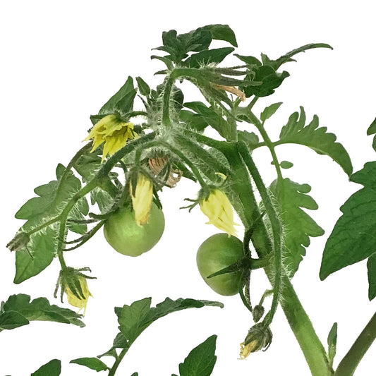 Funky Foods Tomato, 4in, Darkstar