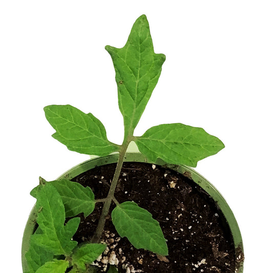Funky Foods Tomato, 4in, Purple Boy
