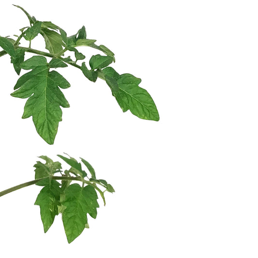 Funky Foods Tomato, 4in, Skyreacher