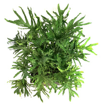 Load image into Gallery viewer, Philodendron, 15in, Lickety Split
