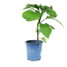 Load image into Gallery viewer, Extreme Heat Hot Pepper, 4in, Armageddon