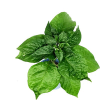 Load image into Gallery viewer, Extreme Heat Hot Pepper, 4in, Armageddon