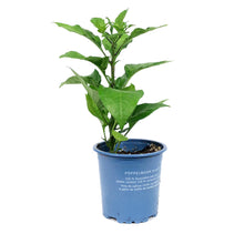 Load image into Gallery viewer, Extreme Heat Hot Pepper, 4in, Carolina Reaper