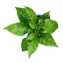 Load image into Gallery viewer, Extreme Heat Hot Pepper, 4in, Carolina Reaper