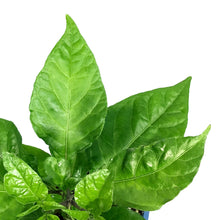 Load image into Gallery viewer, Extreme Heat Hot Pepper, 4in, Carolina Reaper