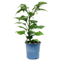 Load image into Gallery viewer, Extreme Heat Hot Pepper, 4in, Ghost Bhut Jolokia