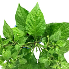 Load image into Gallery viewer, Extreme Heat Hot Pepper, 4in, Ghost Bhut Jolokia