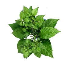 Load image into Gallery viewer, Extreme Heat Hot Pepper, 4in, Ghost Bhut Jolokia