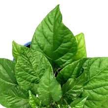 Load image into Gallery viewer, Extreme Heat Hot Pepper, 4in, Trinidad Scorpion