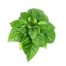 Load image into Gallery viewer, Extreme Heat Hot Pepper, 4in, Trinidad Scorpion