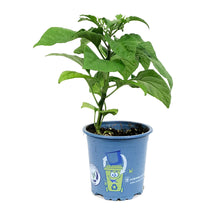 Load image into Gallery viewer, Extreme Heat Hot Pepper, 4in, Trinidad Scorpion