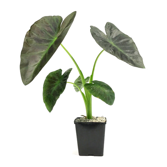 Colocasia, 5in, Aloha