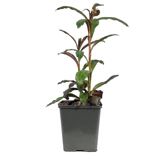 Lobelia, 5in, Queen Victoria
