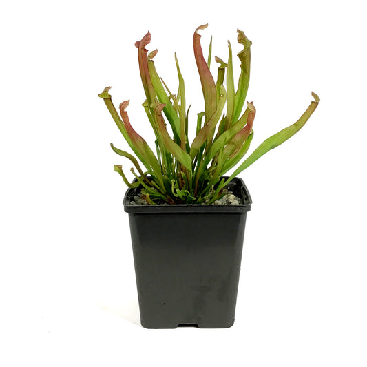 Sarracenia, 5in, Farnhamii