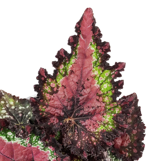 Annual, 5in, Rex Begonia