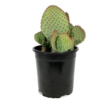 Load image into Gallery viewer, Cactus, 1 gal, Opuntia Violacea Santa Rita