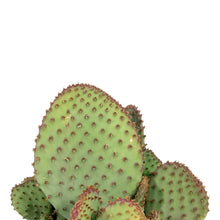 Load image into Gallery viewer, Cactus, 1 gal, Opuntia Violacea Santa Rita