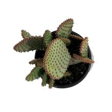Load image into Gallery viewer, Cactus, 1 gal, Opuntia Violacea Santa Rita