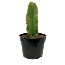 Load image into Gallery viewer, Cactus, 8in, African Candelabra
