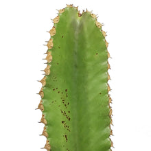 Load image into Gallery viewer, Cactus, 8in, African Candelabra