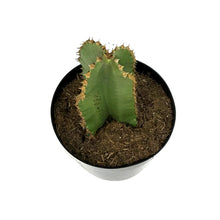 Load image into Gallery viewer, Cactus, 8in, African Candelabra