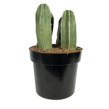 Load image into Gallery viewer, Cactus, 10in, Mexican Fence Post