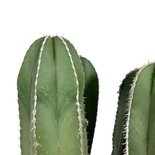 Load image into Gallery viewer, Cactus, 10in, Mexican Fence Post