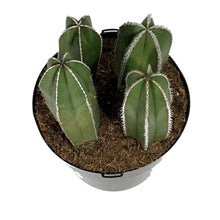 Load image into Gallery viewer, Cactus, 10in, Mexican Fence Post