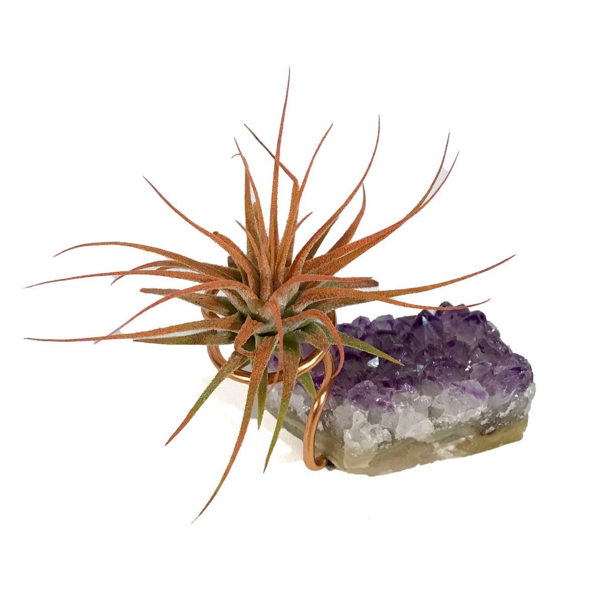Tillandsia Ionantha Mounted on Amethyst Cluster