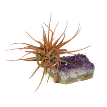 Load image into Gallery viewer, Tillandsia Ionantha Mounted on Amethyst Cluster