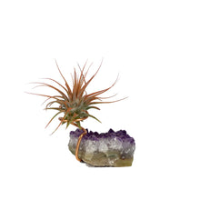 Load image into Gallery viewer, Tillandsia Ionantha Mounted on Amethyst Cluster
