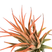 Load image into Gallery viewer, Tillandsia, Ionantha Mounted on Citrine Cluster