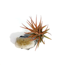 Load image into Gallery viewer, Tillandsia, Ionantha Mounted on Citrine Cluster