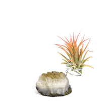 Load image into Gallery viewer, Tillandsia, Ionantha Mounted on Citrine Cluster