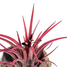 Load image into Gallery viewer, Tillandsia Ionantha Mounted on Tiger Cowry Shell