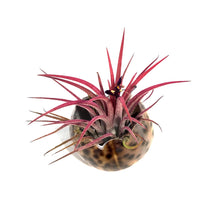 Load image into Gallery viewer, Tillandsia Ionantha Mounted on Tiger Cowry Shell