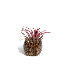 Load image into Gallery viewer, Tillandsia Ionantha Mounted on Tiger Cowry Shell