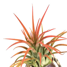 Load image into Gallery viewer, Tillandsia Ionantha Mounted on Purple Cowry Shell